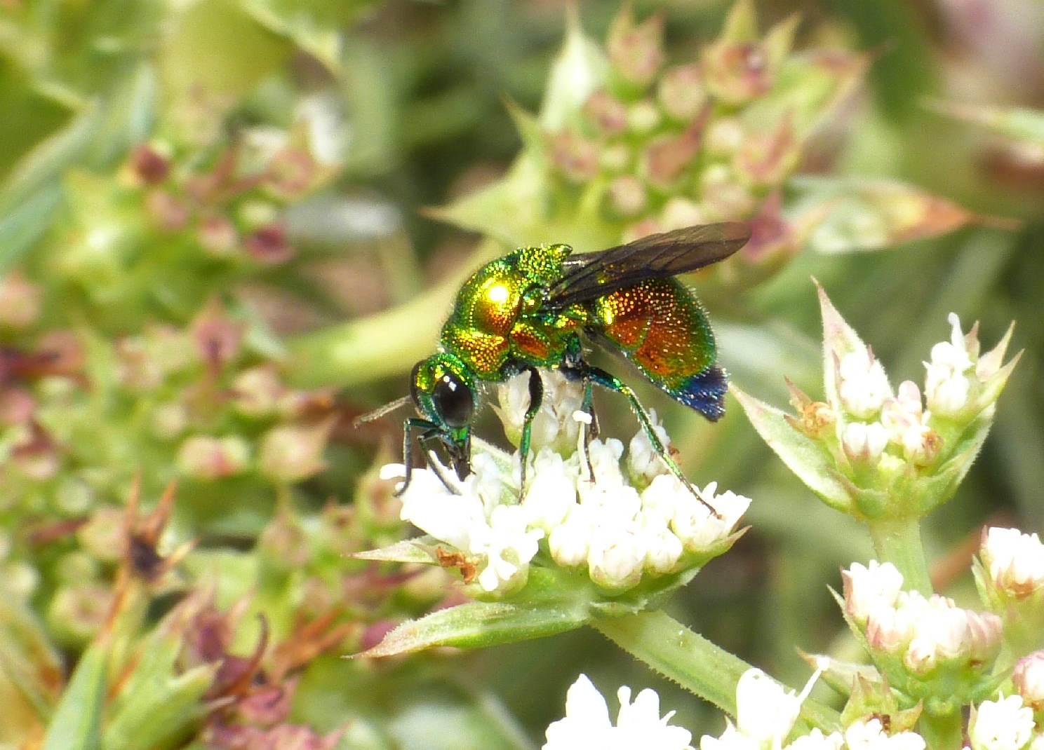 Grosso Chrysididae variopinto (Stilbum cianurum?)